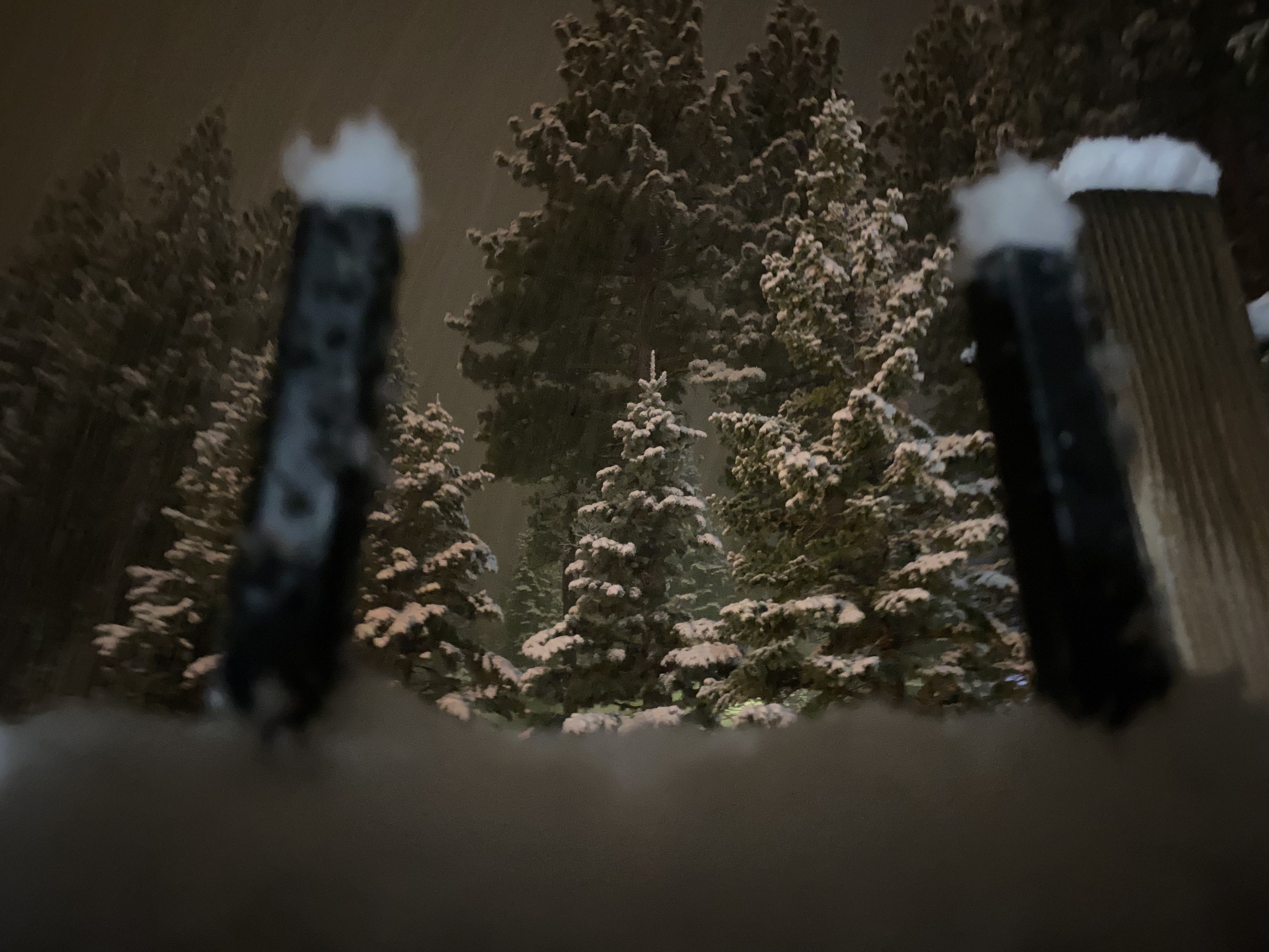 Fence to The Forest